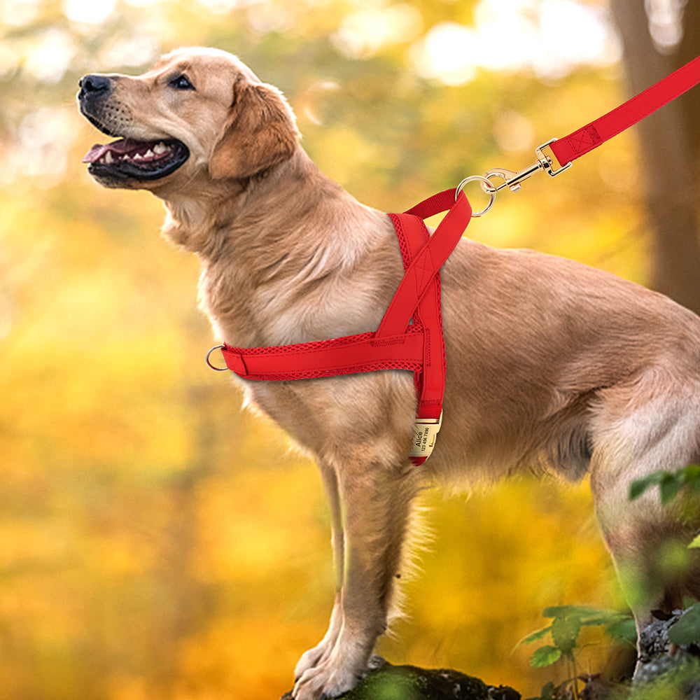 Personalised Dog Harness & Leash Set