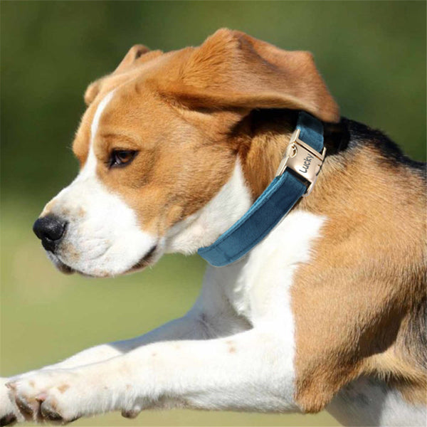 Engraved Anti-Lost Dog Collar (with Optional Lead)